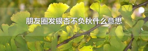 朋友圈發(fā)銀杏不負(fù)秋什么意思
