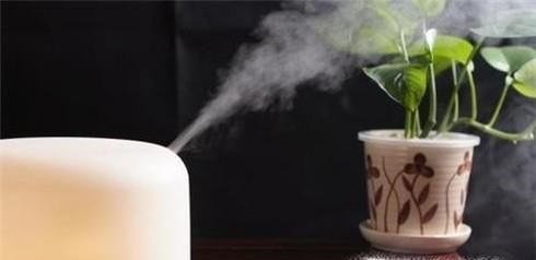 豆瓣綠的養(yǎng)殖方法和注意事項