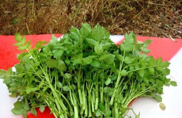 豆瓣菜經常食用它的好處?