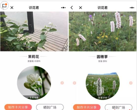 微信app小程序中的識花君怎么用？微信app小程序中的識花君用法介紹！