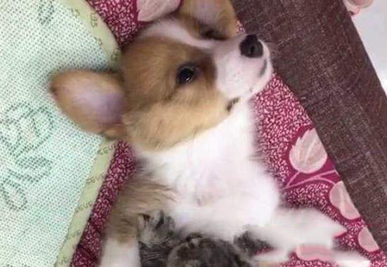 抖音狗狗哈哈舞是什么？音樂介紹